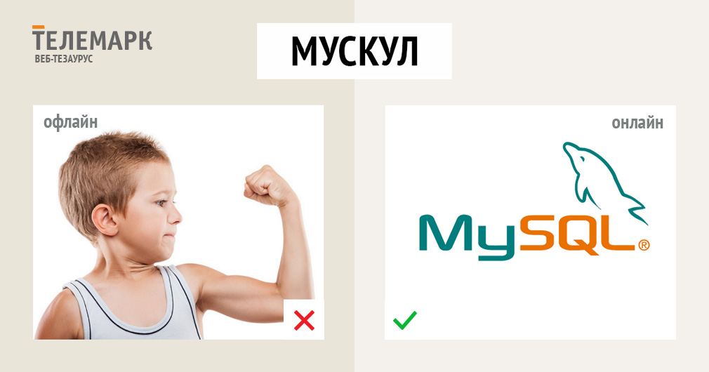 Мускул